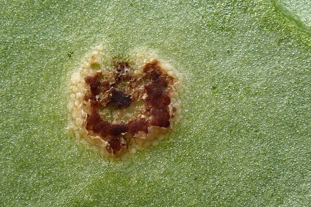 Puccinia cnici-oleracei -f.jpg
