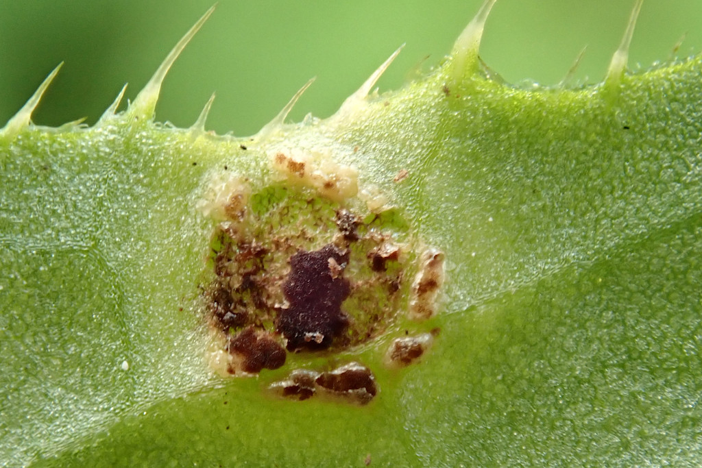 Puccinia cnici-oleracei -g.jpg