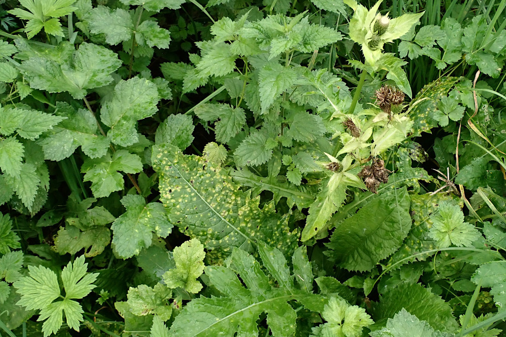 Puccinia cnici-oleracei -h.jpg