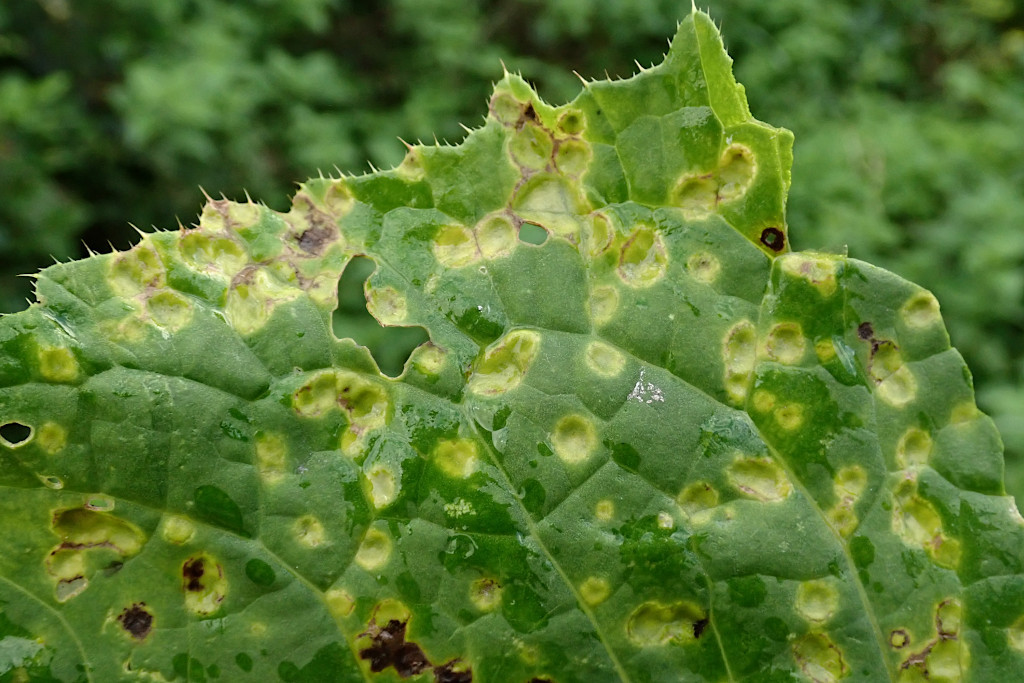 Puccinia cnici-oleracei -i.jpg