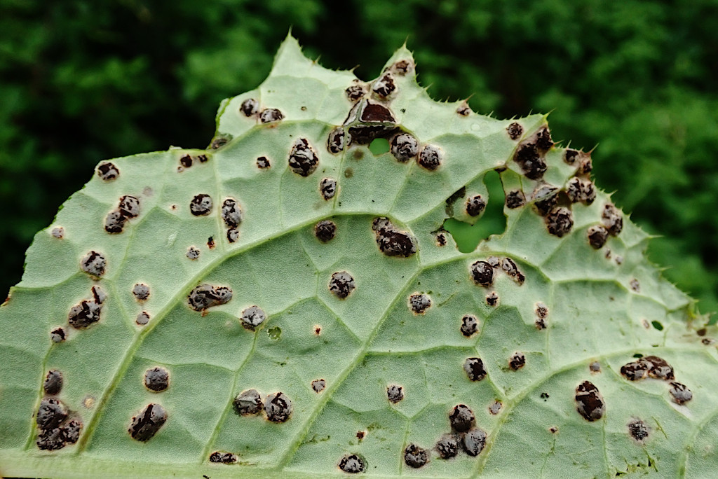 Puccinia cnici-oleracei -j.jpg