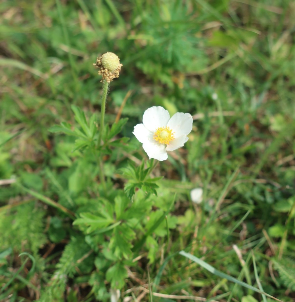 2023-09-29_Anemone sylvestris_Kordigast.jpg