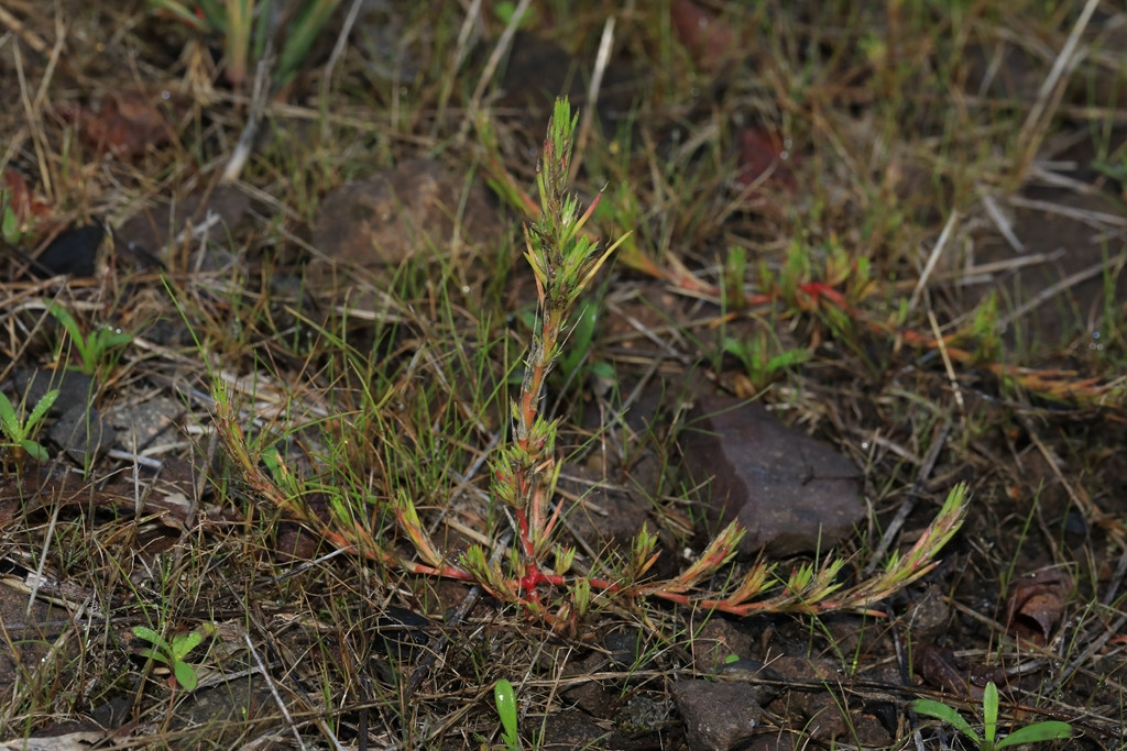 k-408_02_Großes Knorpelkraut_Polycnemum majus.jpg