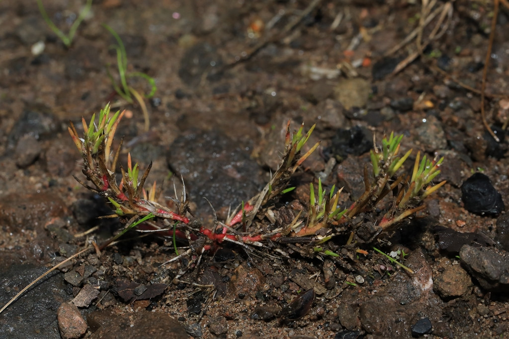 k-408_04_Großes Knorpelkraut_Polycnemum majus.jpg