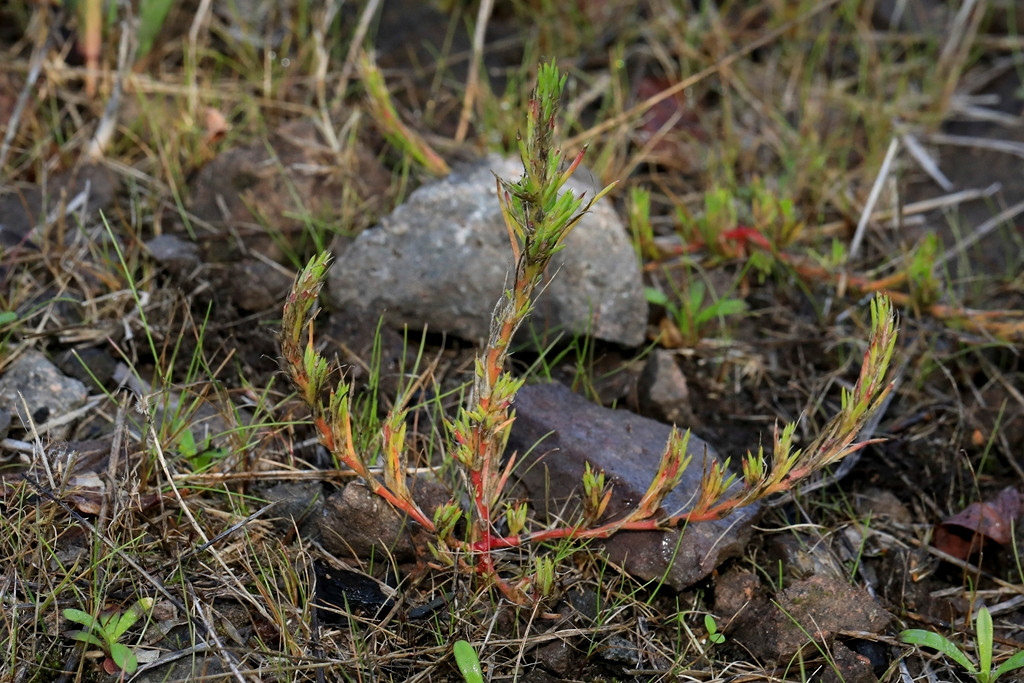 k-408_10_Großes Knorpelkraut_Polycnemum majus.JPG