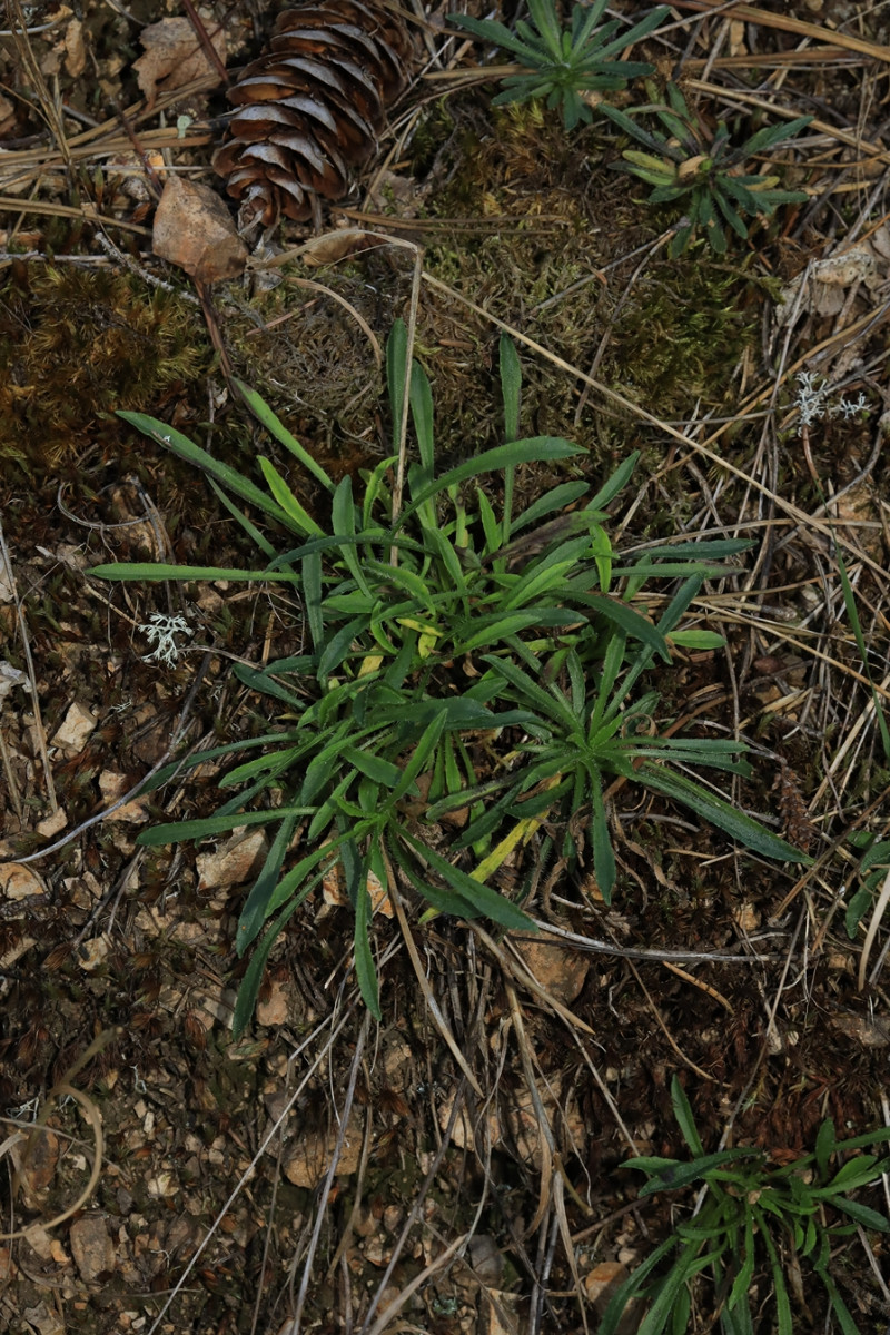 k-2515_10_Ausdauerndes Sandglöckchen_Jasione laevis.JPG