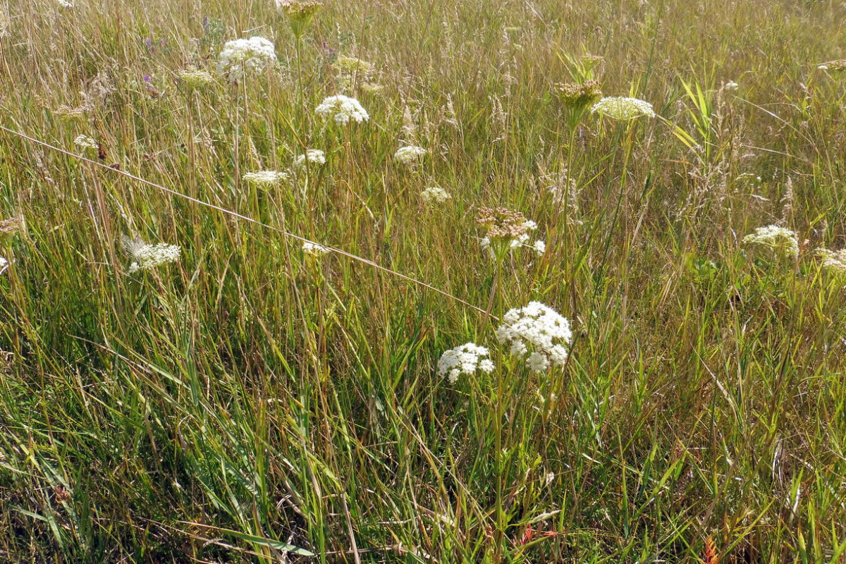 Kadenia dubia subsp. dubia (Schkuhr) Lavrova & V.N.Tikhom. 1.JPG