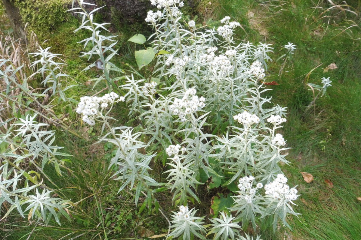 Anaphalis margaritacea Silberimmortelle 1.JPG