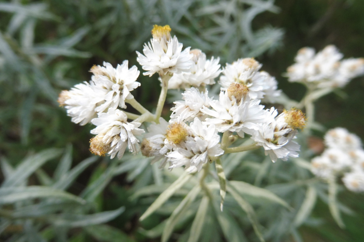 Anaphalis margaritacea Silberimmortelle 2.JPG