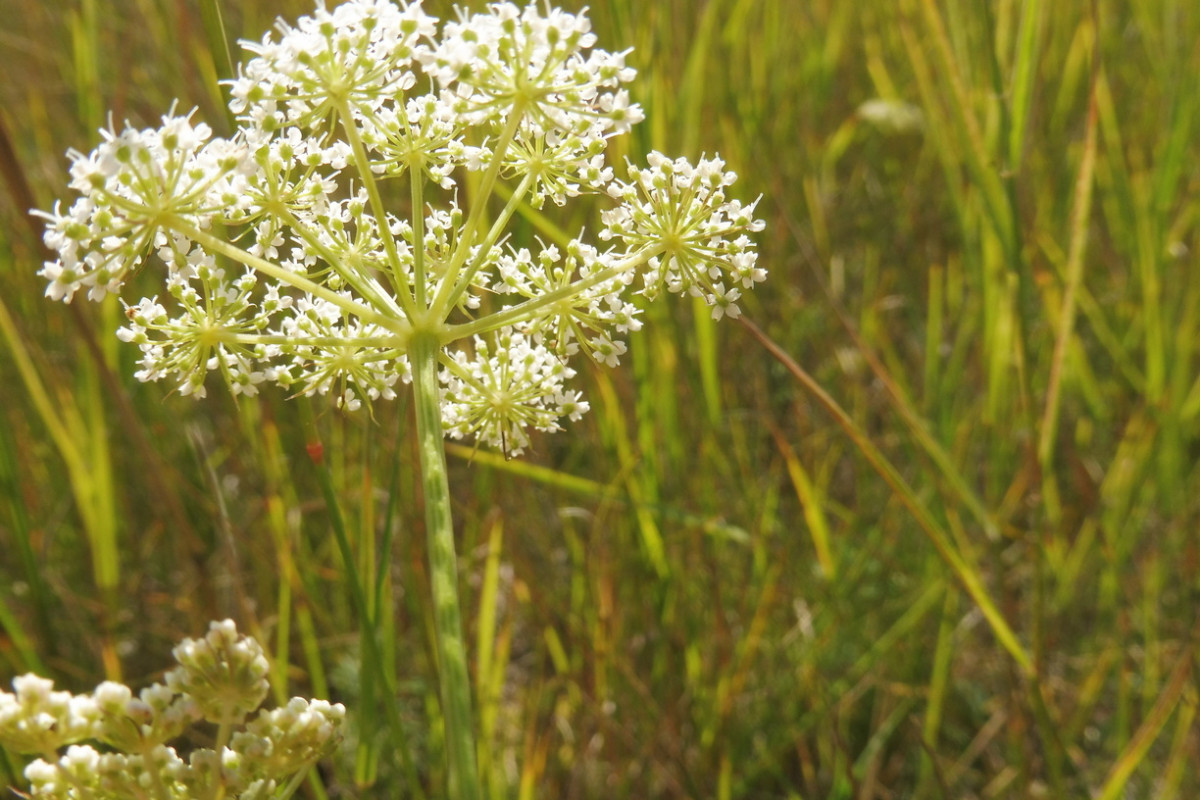 Kadenia dubia subsp. dubia (Schkuhr) Lavrova & V.N.Tikhom. 2.JPG