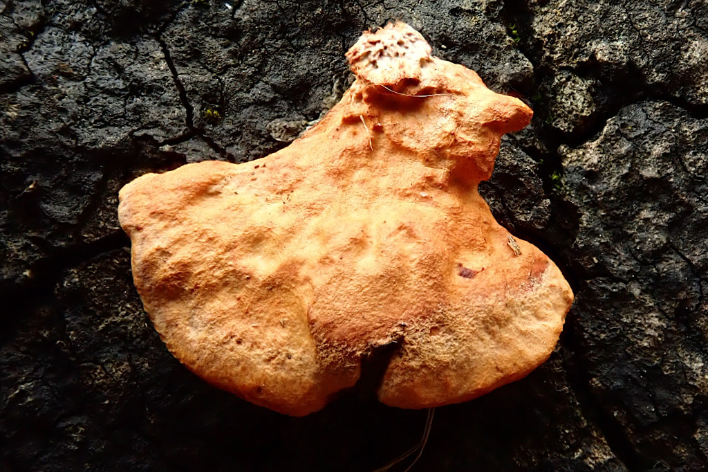 Pycnoporus cinnabarinus-a.jpg