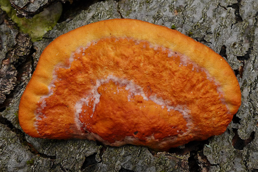 Pycnoporus cinnabarinus-f_04-2016.jpg