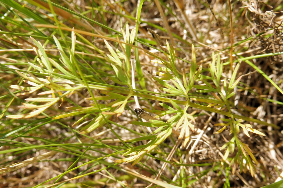 Kadenia dubia subsp. dubia (Schkuhr) Lavrova & V.N.Tikhom. 3.JPG