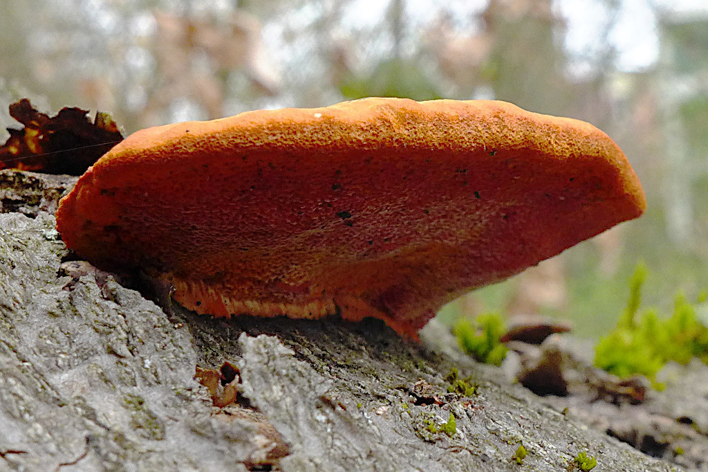 Pycnoporus cinnabarinus-g_04-2016.jpg