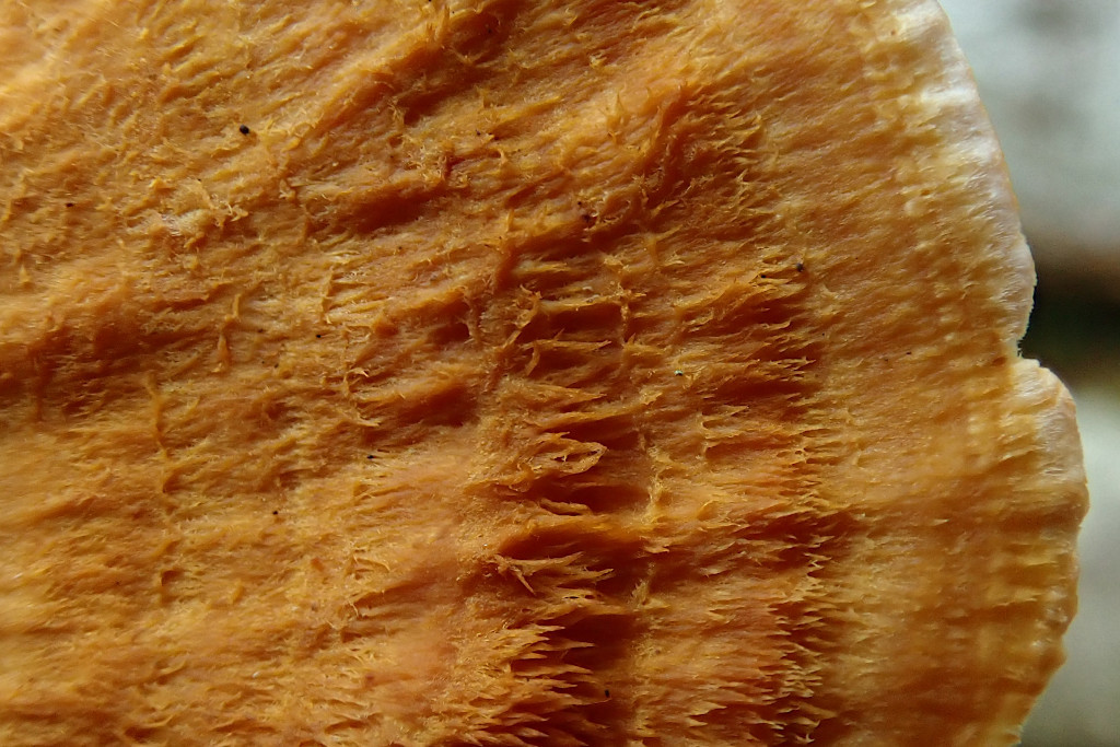 Pycnoporellus fulgens-c.jpg