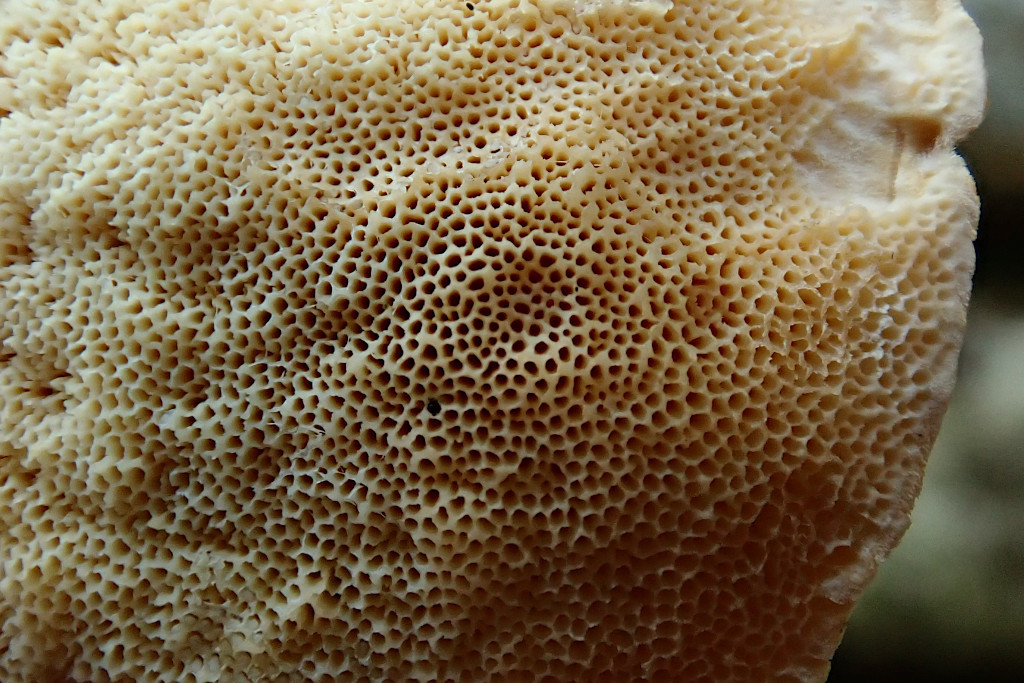 Pycnoporellus fulgens-d.jpg