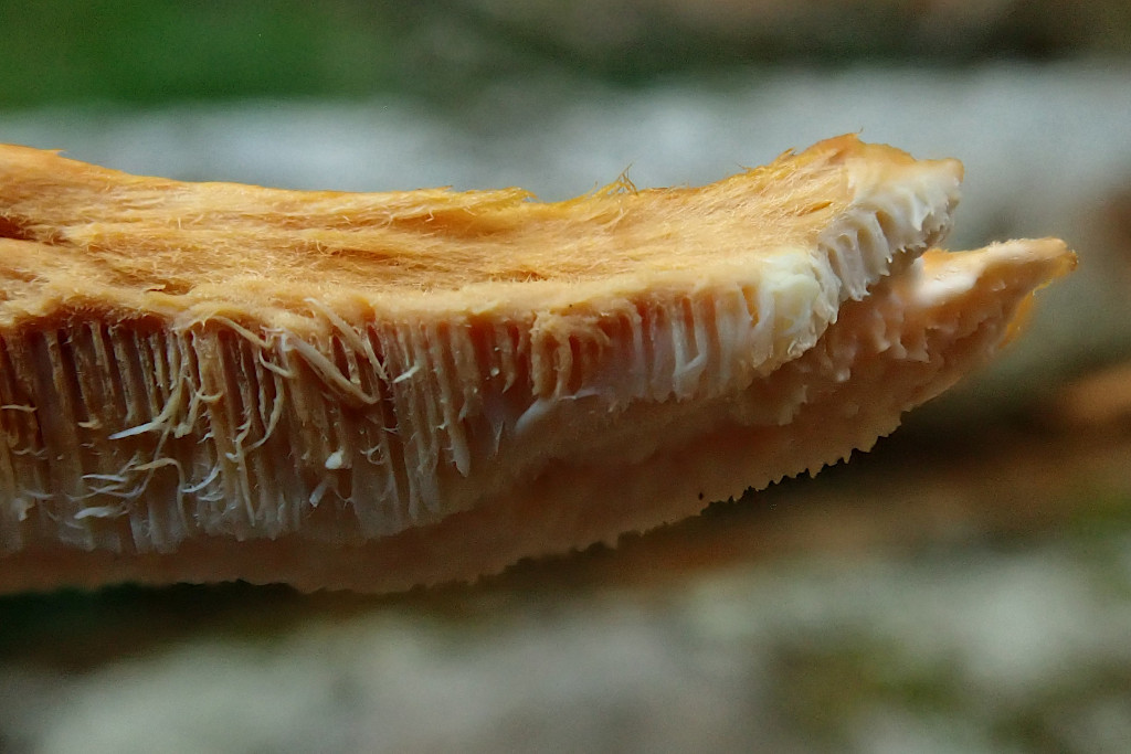 Pycnoporellus fulgens-e.jpg