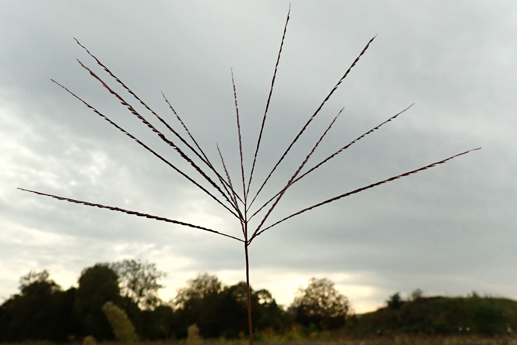 Digitaria sanguinalis-a.jpg