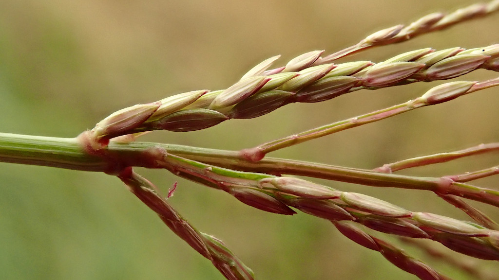 Digitaria sanguinalis-b.jpg