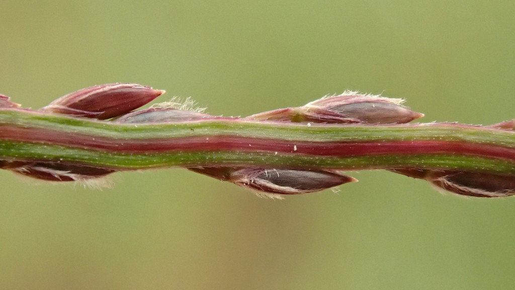 Digitaria sanguinalis-c.jpg