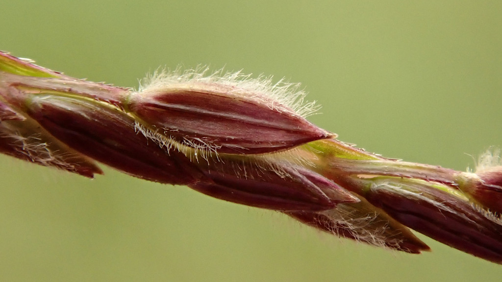 Digitaria sanguinalis-d.jpg