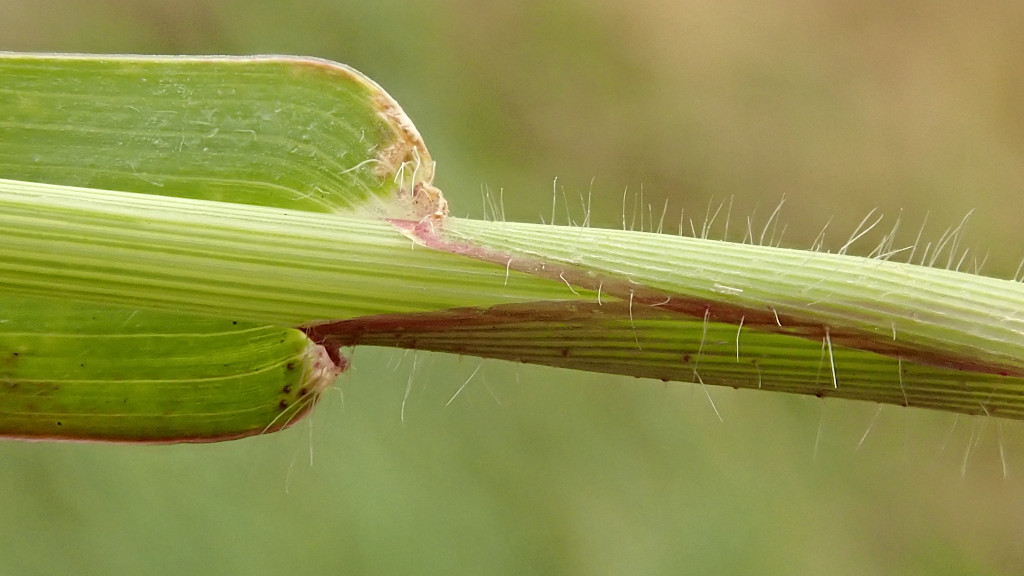 Digitaria sanguinalis-e.jpg