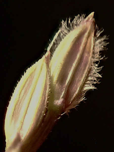 Digitaria sanguinalis-f.jpg