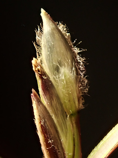 Digitaria sanguinalis-g.jpg