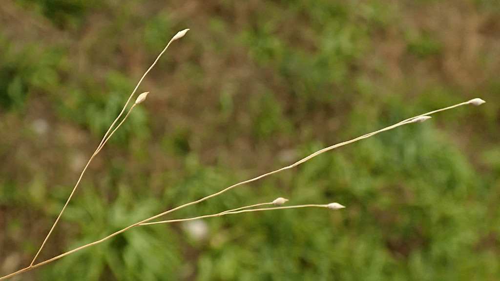 Panicum capillare-b.jpg