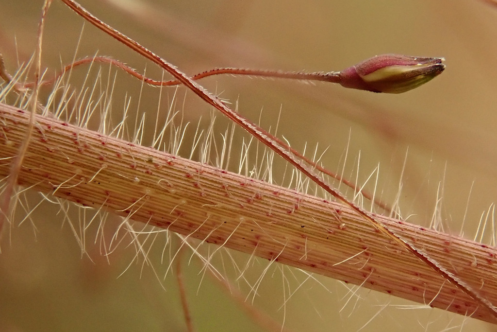 Panicum capillare-c.jpg