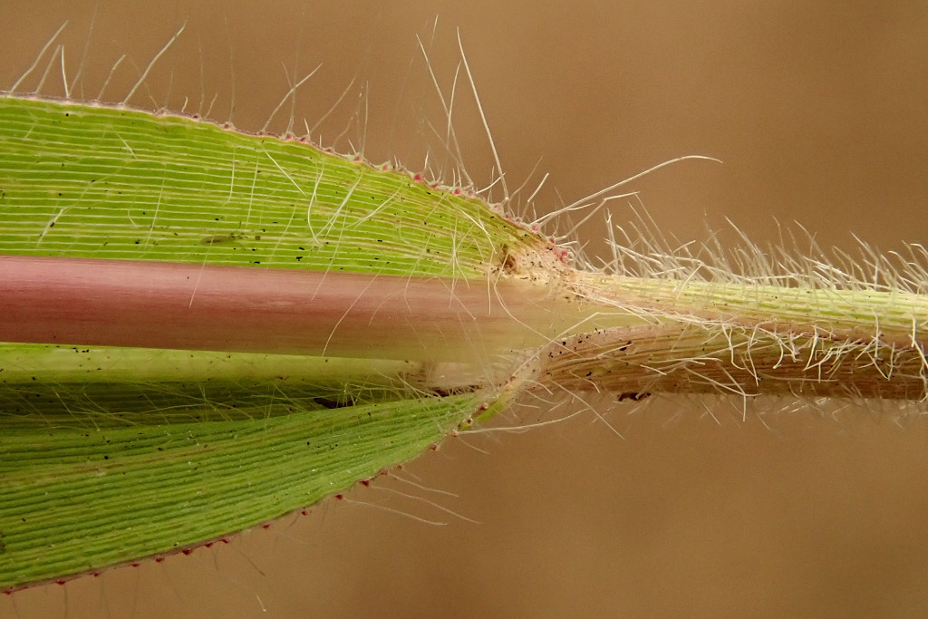 Panicum capillare-d.jpg