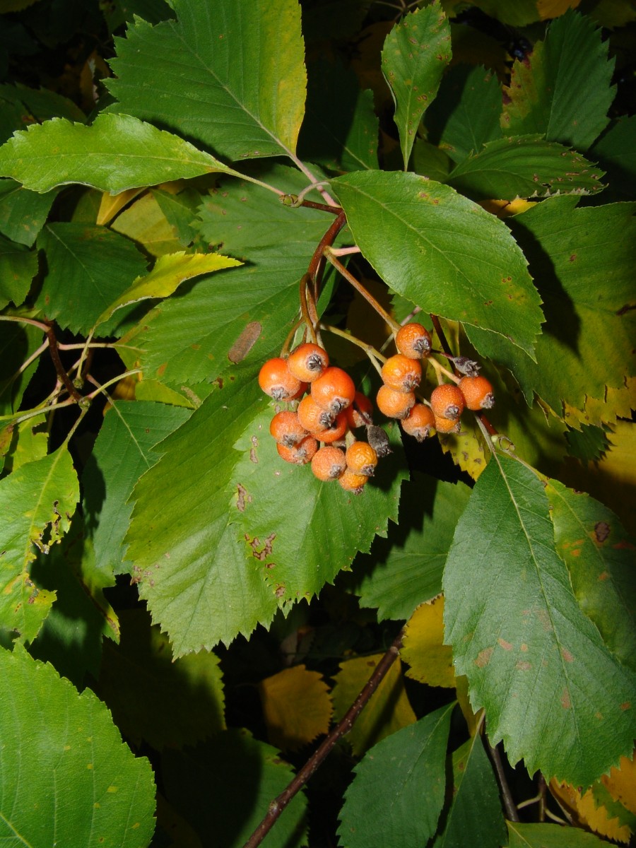 Karpatiosorbus cordigastensis Großer Kordigast Weismain G3.jpg