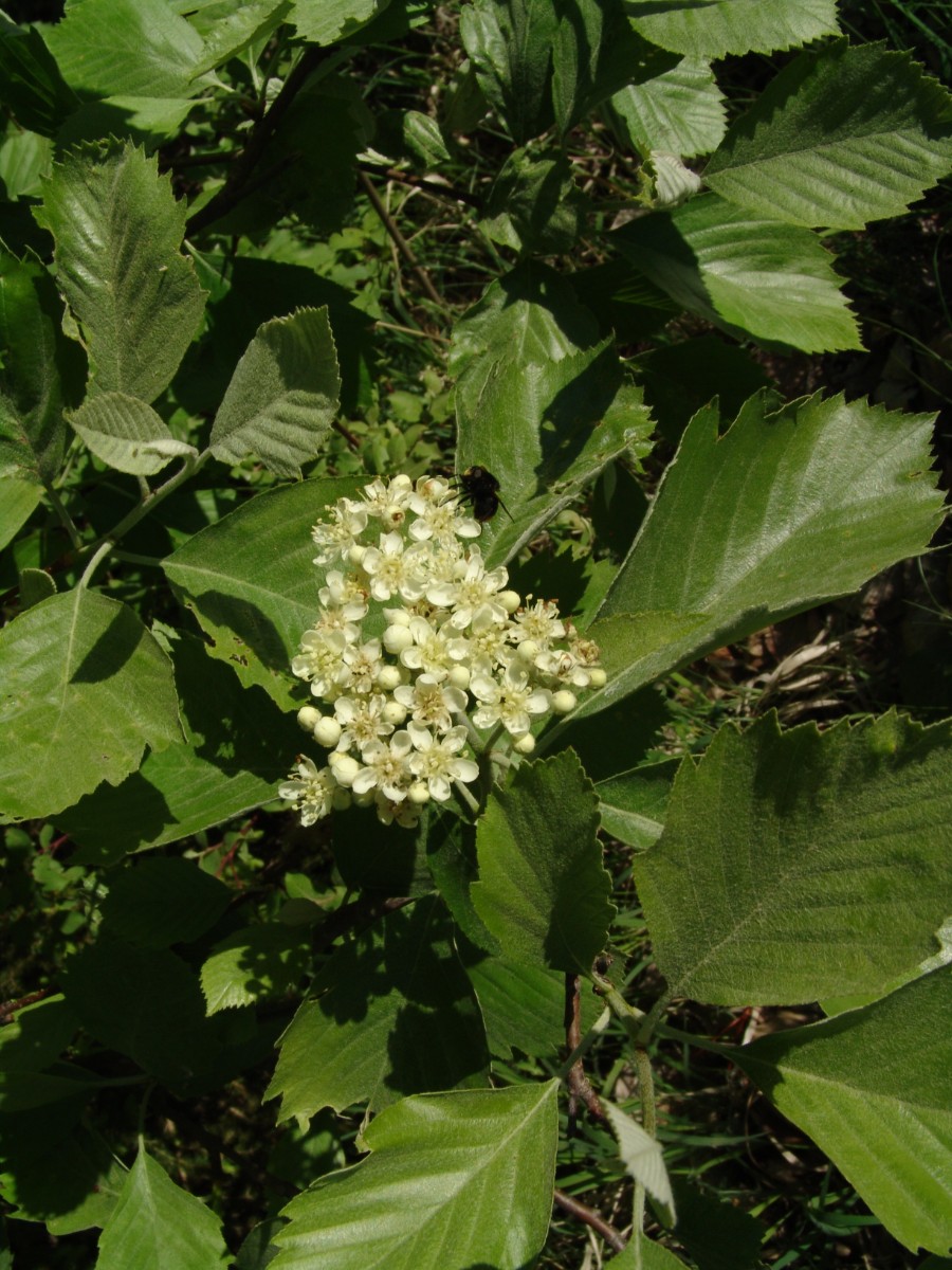 Karpatiosorbus cordigastensis Kordigast G57.jpg