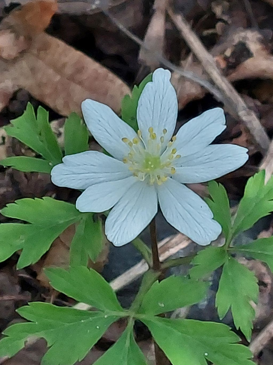 2023-10-03_Anemone nemorosa 1_Bad Rodach.jpg