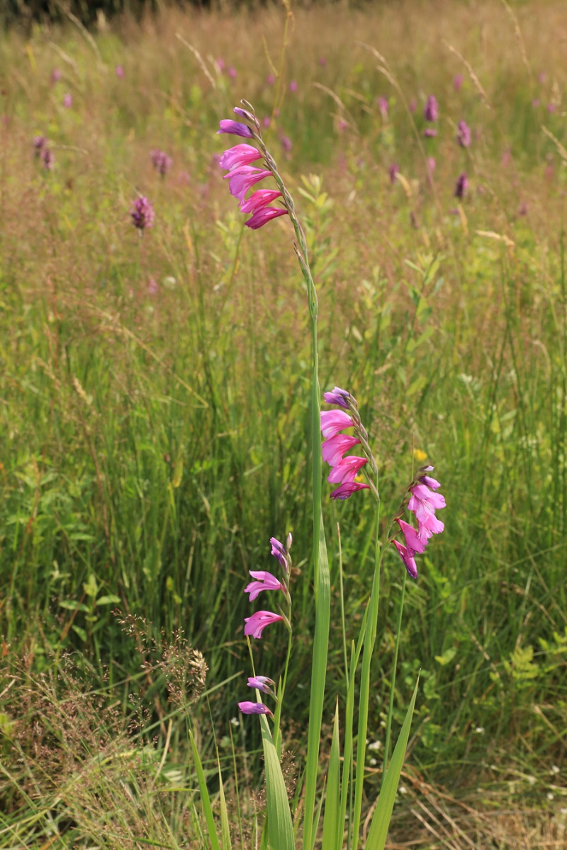 k-3818_01_Dachziegelige Siegwurz_Gladiolus imbricatus.JPG