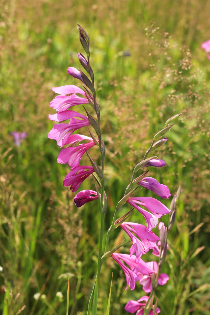 k-3818_02_Dachziegelige Siegwurz_Gladiolus imbricatus.JPG