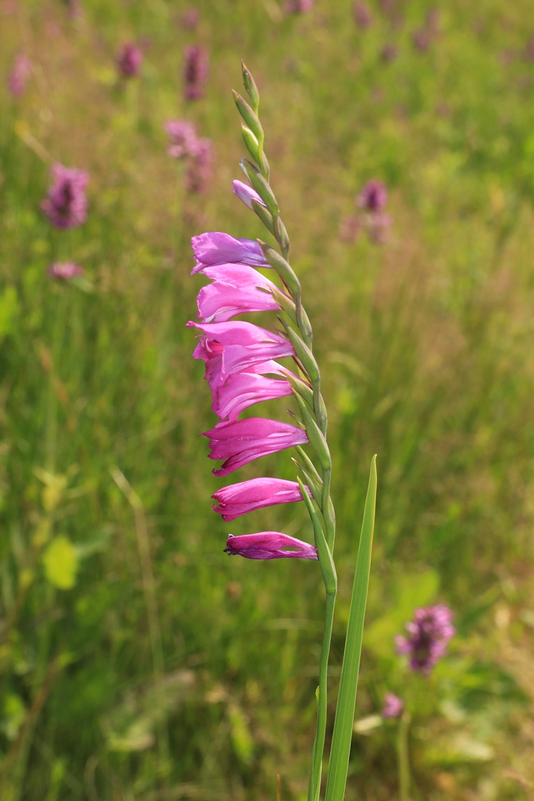 k-3818_03_Dachziegelige Siegwurz_Gladiolus imbricatus.JPG