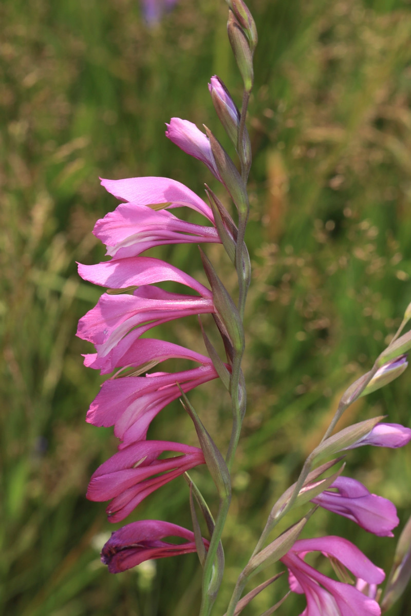 k-3818_05_Dachziegelige Siegwurz_Gladiolus imbricatus.JPG