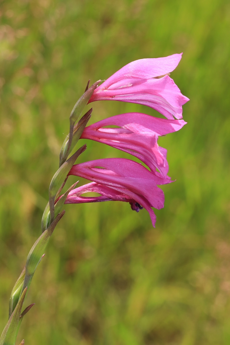 k-3818_07_Dachziegelige Siegwurz_Gladiolus imbricatus.JPG