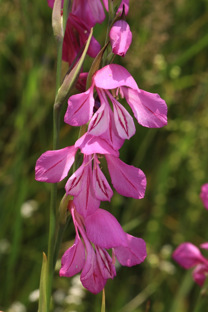 k-3818_08_Dachziegelige Siegwurz_Gladiolus imbricatus.jpg