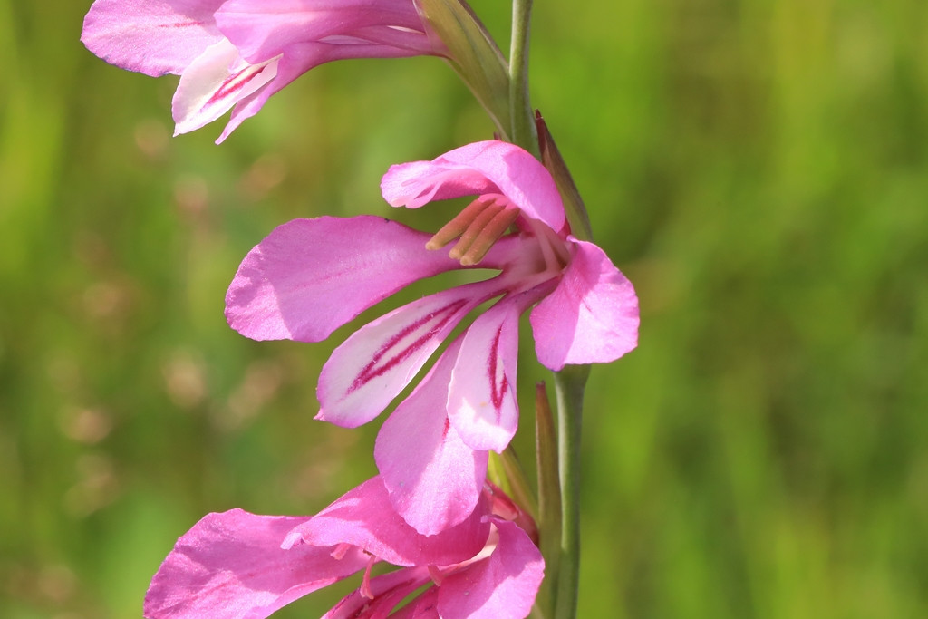 k-3818_09_Dachziegelige Siegwurz_Gladiolus imbricatus.jpg