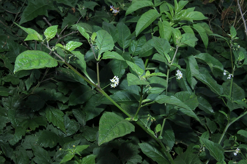 k-5000_01_Amerikanischer Nachtschatten_Solanum spec.JPG