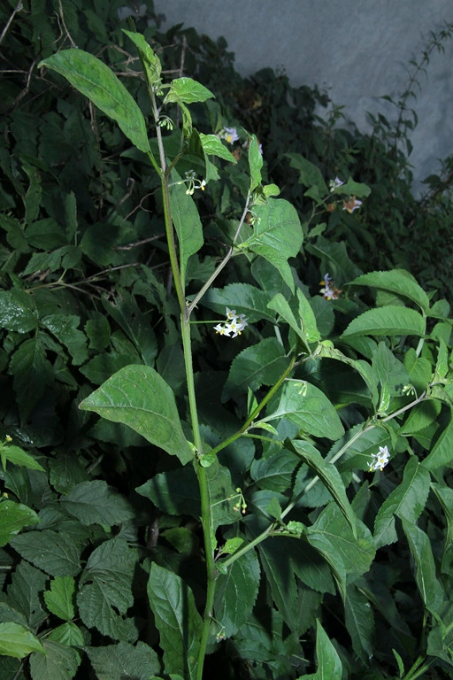 k-5000_02_Amerikanischer Nachtschatten_Solanum spec.JPG