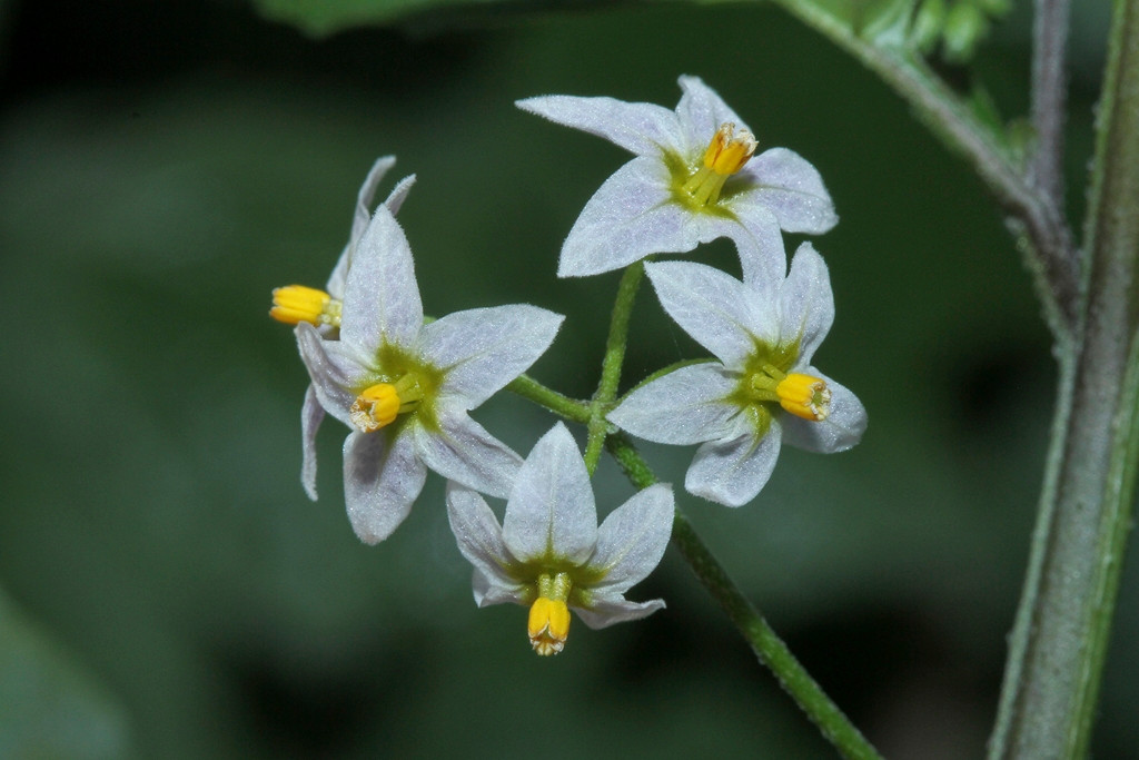 k-5000_03_Amerikanischer Nachtschatten_Solanum spec.JPG