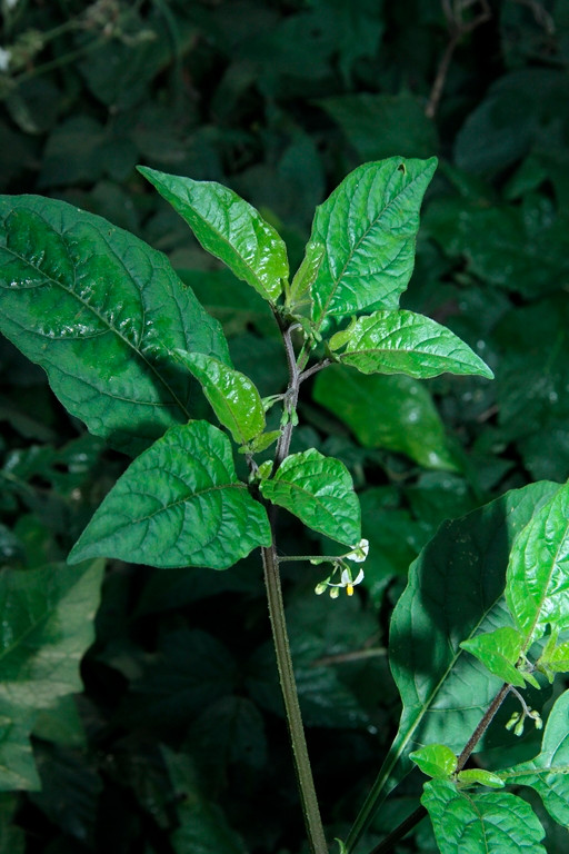 k-5000_04_Amerikanischer Nachtschatten_Solanum spec.JPG