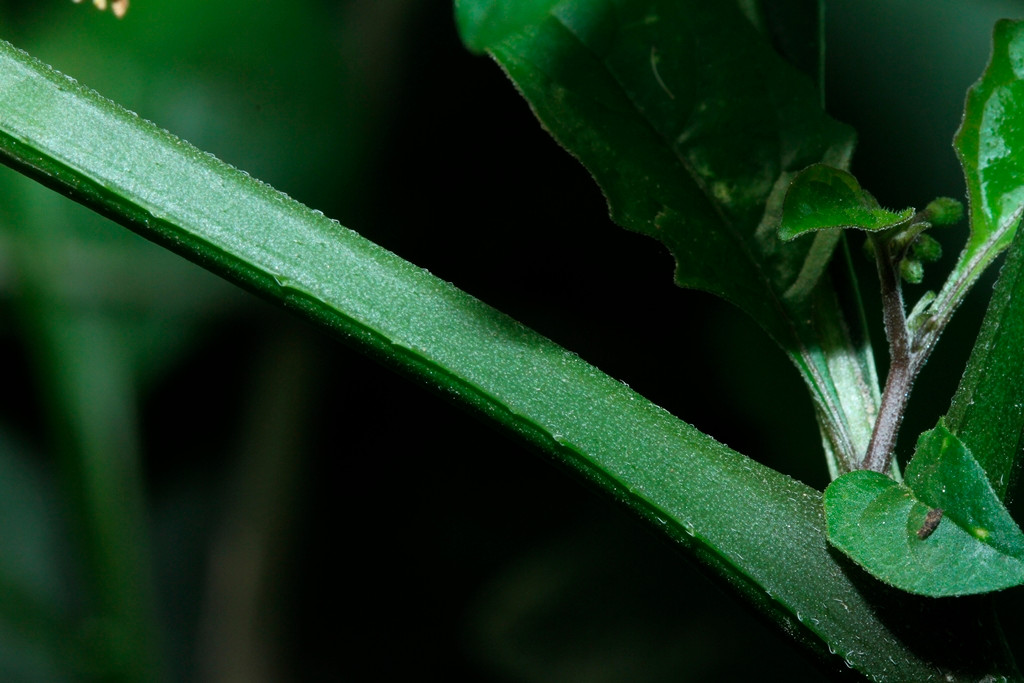 k-5000_06_Amerikanischer Nachtschatten_Solanum spec.JPG