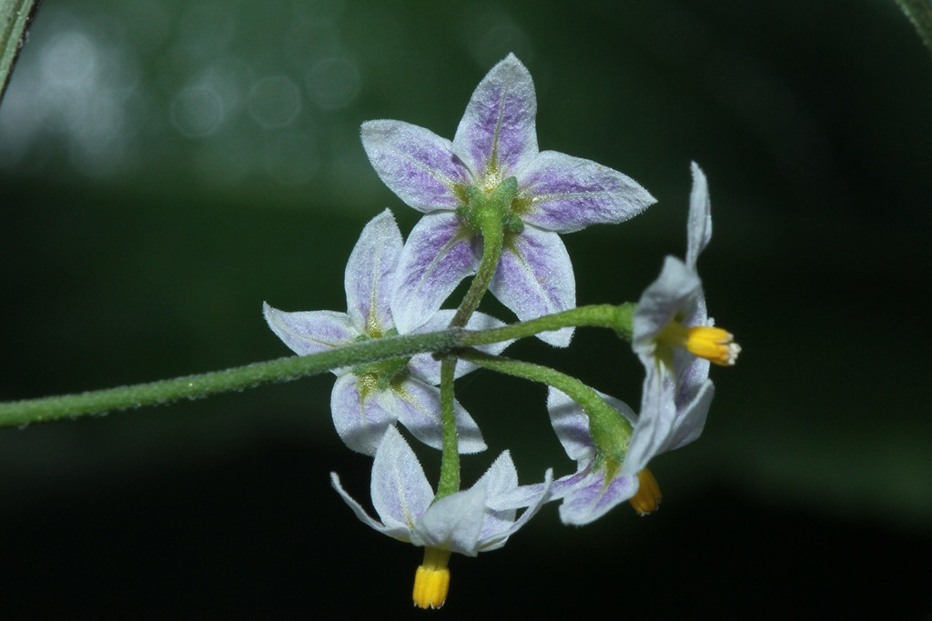 k-5000_07_Amerikanischer Nachtschatten_Solanum spec.jpg