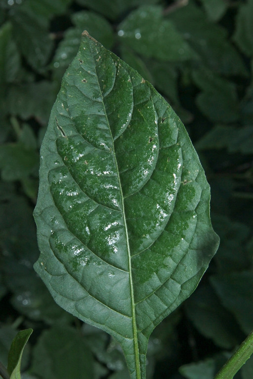 k-5000_08_Amerikanischer Nachtschatten_Solanum spec.JPG