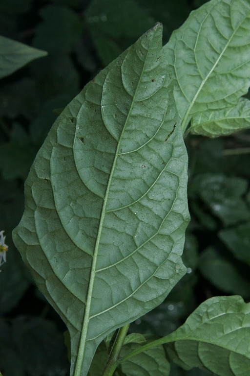 k-5000_09_Amerikanischer Nachtschatten_Solanum spec.JPG