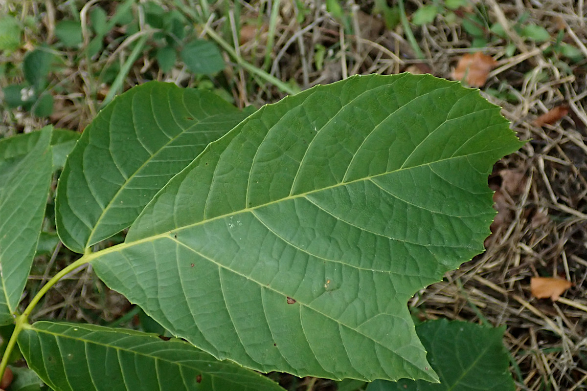 Juglans regia-a_10-2023.jpg